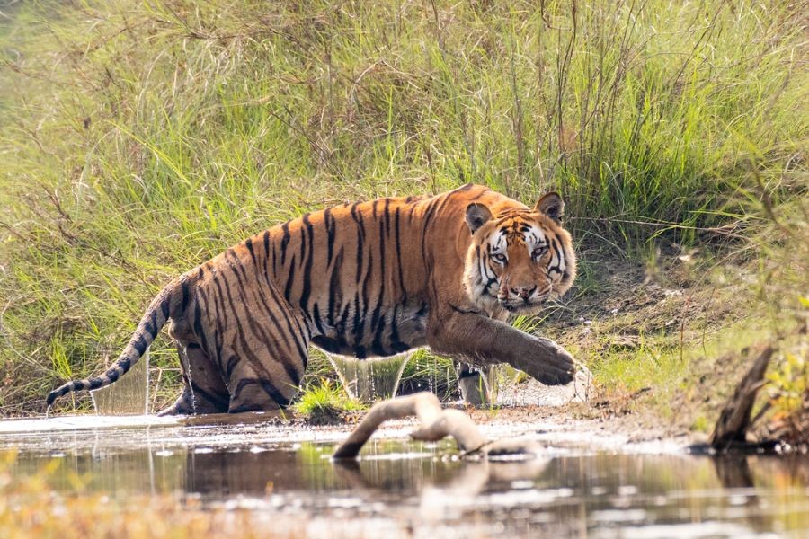 Bardiya National Park Bengal Tibet Nepal